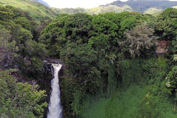 sciam's tweet photo. President Trump’s budget cuts could doom nearly 200 Hawaiian plant species to rapid extinction, conservationists warn. https://t.co/Fbkiurn80N https://t.co/068u7Axani