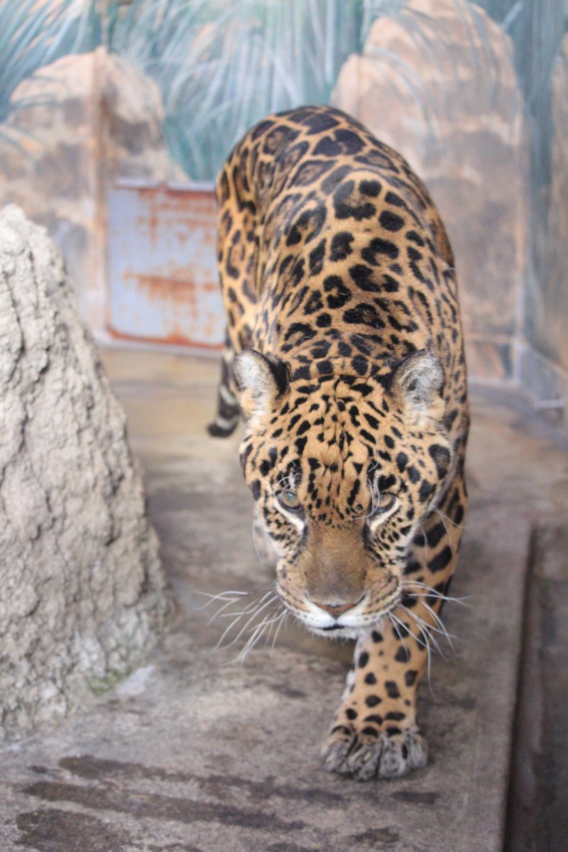 ジャガオ Twitter Search