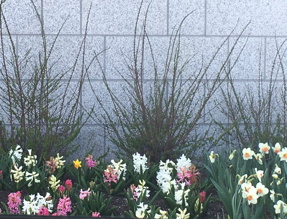 BySimpleThings's tweet photo. Spring! #drapertemple #spring #lds #temples #JesusChrist #Jesusmakesitpossible https://t.co/kXir3qWaeT
