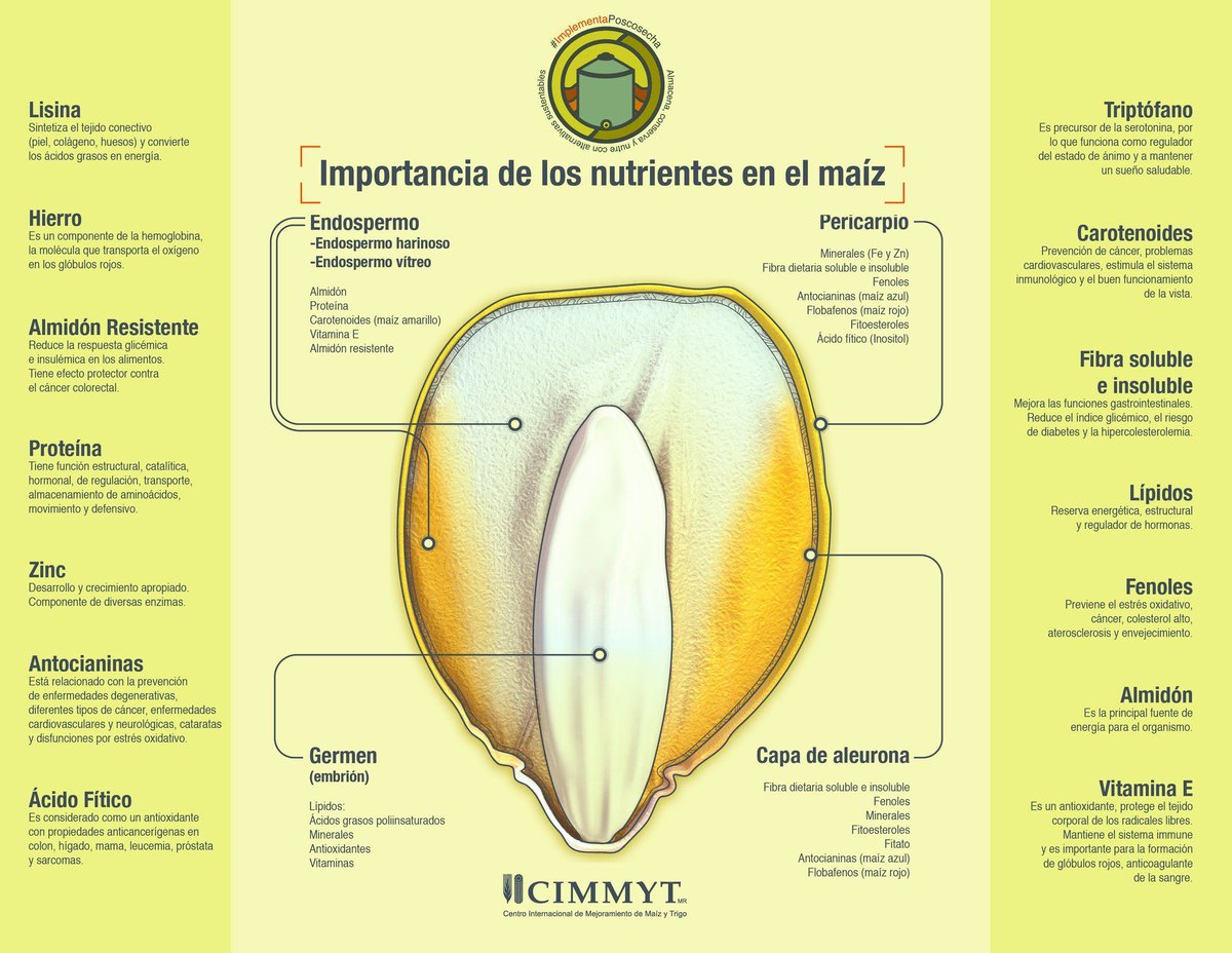 mulet_csm's tweet photo. #Conoce la importancia de los nutrientes en el maíz y cómo conservarlos con el uso de tecnologías y buenas prácticas poscosecha
#ImplementaPoscosecha https://t.co/WR8ApPbIUR