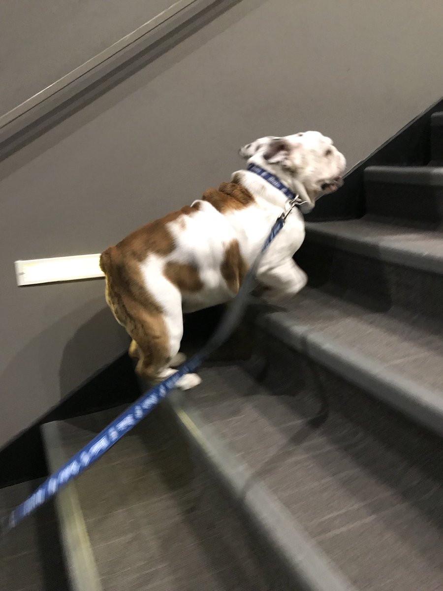 SOMEONE SAID THERE WERE TACOS IN OLMSTED! <a href="/DrakeATO/">Drake Alpha Tau Omega</a> #ATOLEADS