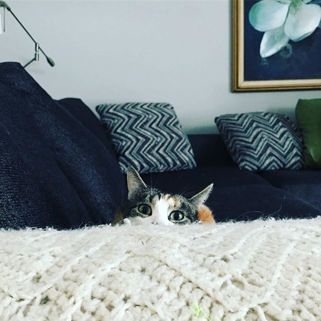 MPMWilson's tweet photo. Peek-a-boo! 😽 #whiskey #catsofinstagram https://t.co/Fcsr3Dmt57 https://t.co/wmXQtD1IiX