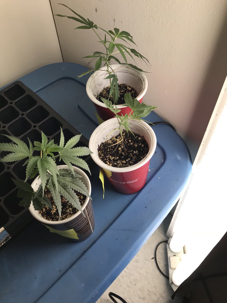 OrangeJ3WS's tweet photo. #babies #stealthgrow #budbread @ColdWarOrganics #bubbakush #whiteangel #cheeseOG #girlswhogrow π https://t.co/gWa77Jvs1Z