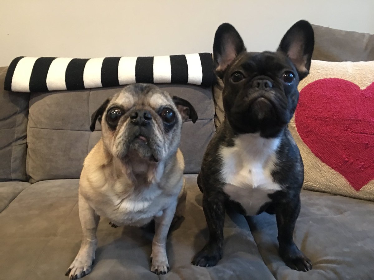 Will sit for treats. 💕