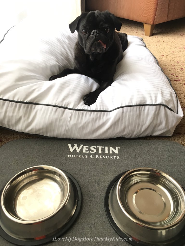 @HamiltonPug I do enjoy the comfort of a great hotel that serves my breakfast in a cozy bed @WestinToronto #PUGCHAT