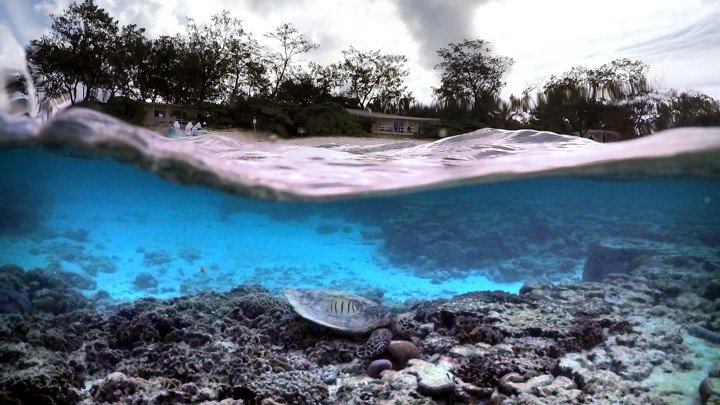 TheAtlantic's tweet photo. Half of all coral in the Great Barrier Reef has died in the last three years, killed by global warming, @yayitsrob reports: https://t.co/AbrxWaeZ9P https://t.co/0eQhNrVube