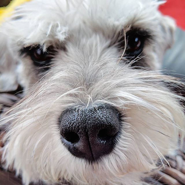 schnauzer nose