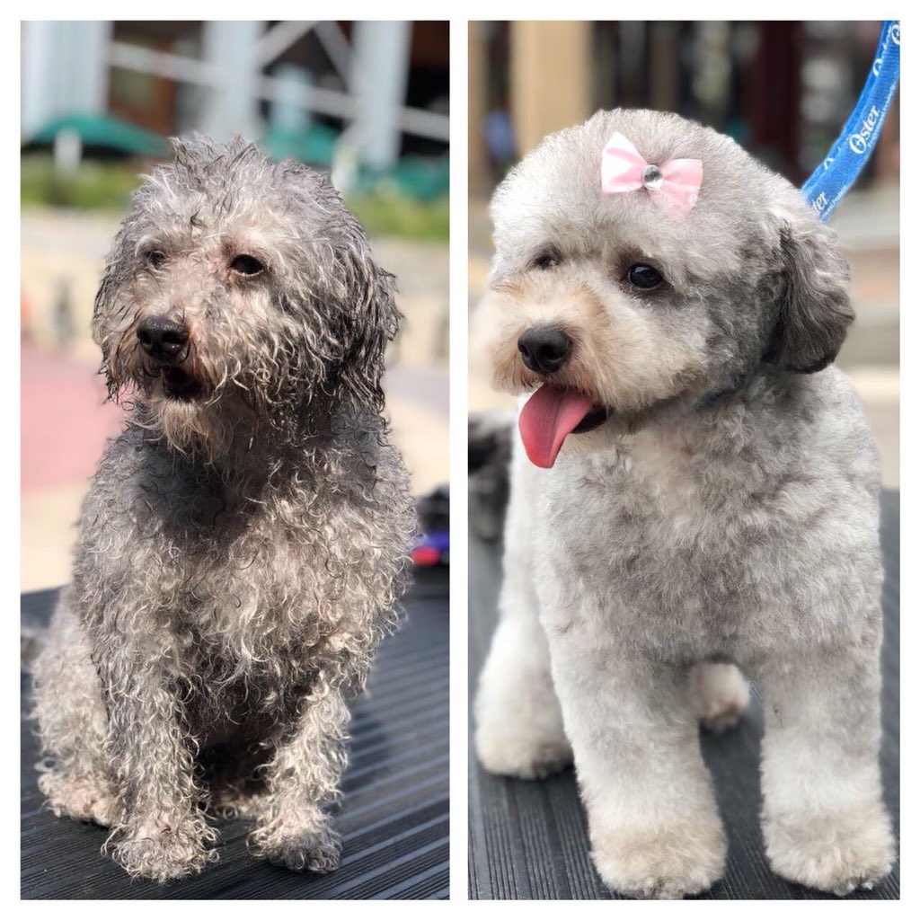 Koketitos's tweet photo. Antes y Después se Morita ❤️😍🐾 , Amamos lo que hacemos ...💕 https://t.co/BABWEMthQF