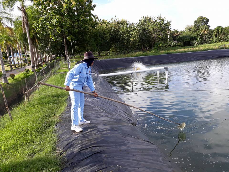 BPPSDMPKPSORONG's tweet photo. Kegiatan rutin pembersihan tambak dari klekap yang mulai blooming dalam pembesaran udang vaname program TEFA prodi TBP 2018 
#Kerja3ersama @kkpgoid @brsdm_kp @Pusdik_KP @mzulficar @SenyumAisyah @iman_s78 https://t.co/oeJH1zbSpR
