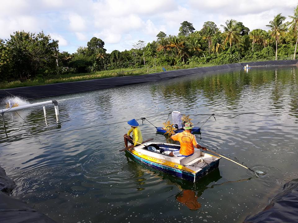 BPPSDMPKPSORONG's tweet photo. Kegiatan rutin pembersihan tambak dari klekap yang mulai blooming dalam pembesaran udang vaname program TEFA prodi TBP 2018 
#Kerja3ersama @kkpgoid @brsdm_kp @Pusdik_KP @mzulficar @SenyumAisyah @iman_s78 https://t.co/oeJH1zbSpR