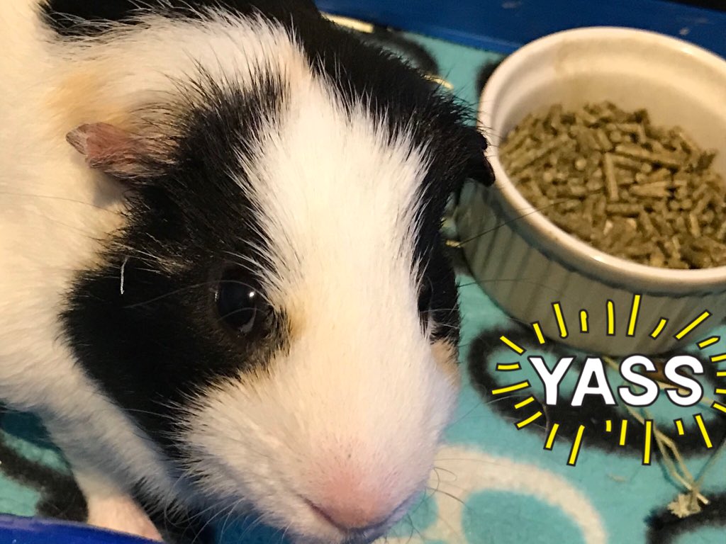 CavyPetey's tweet photo. Happy Hump Day, from Petey #Wednesday #cavy #guineapig #yass https://t.co/94LhYbCKVz