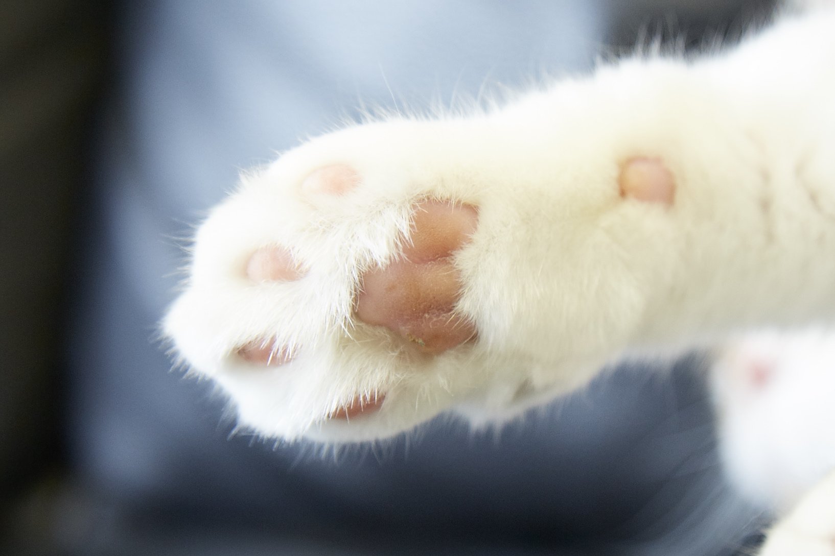 Twitter 上的 Y Mobile ワイモバイル 公式 答えは A ピンク 猫の肉球 の色は 毛の色から類推できると言われていて 白や薄い色の場合はピンクの肉球 黒をはじめ濃い色の場合は黒い肉球であることが多いそうです T Co 7shbtfngts Twitter Twitter 上的 Y Mobile ワイモバイル 公式 答えは A ピンク 猫の肉球 の色は 毛の色から類推できると言われていて 白や薄い色の場合はピンクの肉球 黒をはじめ濃い色の場合は黒い肉球であることが多いそうです T Co 7shbtfngts Twitter
