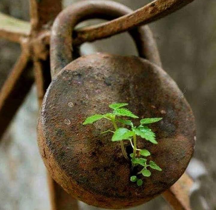 RossellaRo_'s tweet photo. ... se ti diranno che sperare è da illusi, tu ricordagli che la vita nasce dove non c'è acqua e anche al buio e se lei può farlo ovunque, tu puoi illuderti sempre
Rossella Rò
© 13420181949
#Giorno
#ScegliUnSorriso
#TuComeMe
#SiamoIsoleMaiSole posso invitarti a leggere ancora? https://t.co/uOAQaxBWx5
