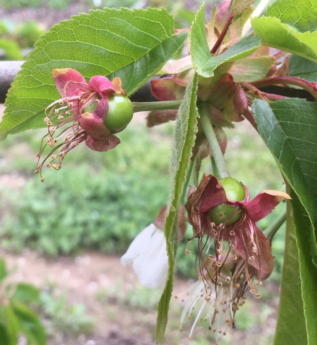 frutadeverdad's tweet photo. Mientras tanto en el campo, pasa todo esto sin hacer ruido...
#cereza #albalatedecinca @frutadeverdad #huesca #fruta https://t.co/Xkp8U3FJSs