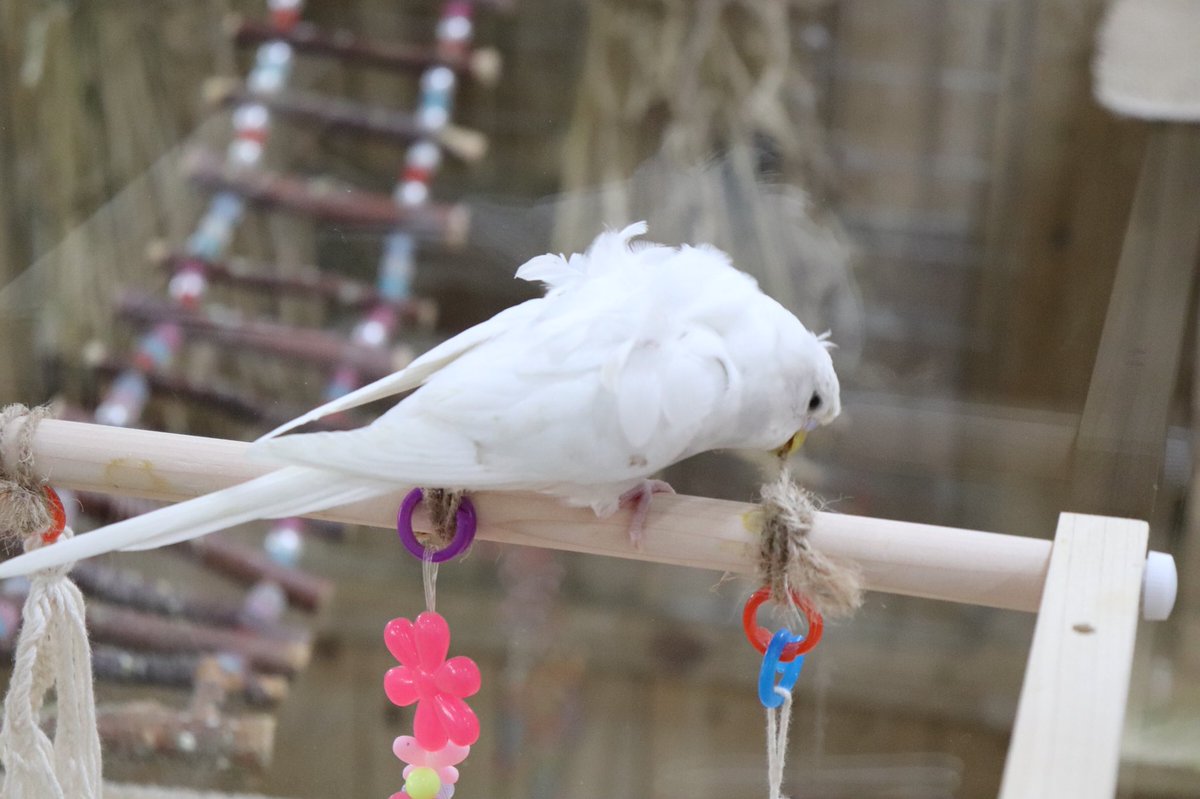 Mirai Up Bird Bird です 私事ですが フィットネス1ヶ月頑張って3キロほど痩せました まだまだ目標は遠いですが 今日も可愛い小鳥さん達と18時まで通常営業です 羽衣セキセイインコ オカメインコ アキクサインコ T Co Mirai Up Bird Bird です 私事ですが フィットネス1ヶ月頑張って3キロほど痩せました まだまだ目標は遠いですが 今日も可愛い小鳥さん達と18時まで通常営業です 羽衣セキセイインコ オカメインコ アキクサインコ T Co