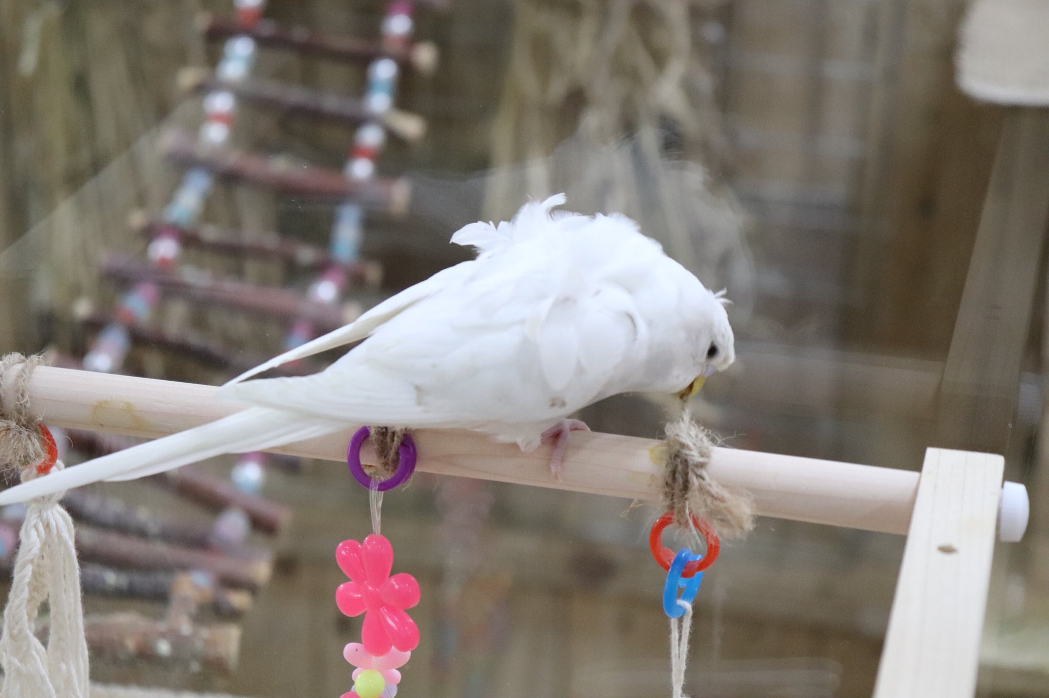 Mirai Up Bird Bird です 私事ですが フィットネス1ヶ月頑張って3キロほど痩せました まだまだ目標は遠いですが 今日も可愛い小鳥さん達と18時まで通常営業です 羽衣セキセイインコ オカメインコ アキクサインコ T Co Mirai Up Bird Bird です 私事ですが フィットネス1ヶ月頑張って3キロほど痩せました まだまだ目標は遠いですが 今日も可愛い小鳥さん達と18時まで通常営業です 羽衣セキセイインコ オカメインコ アキクサインコ T Co