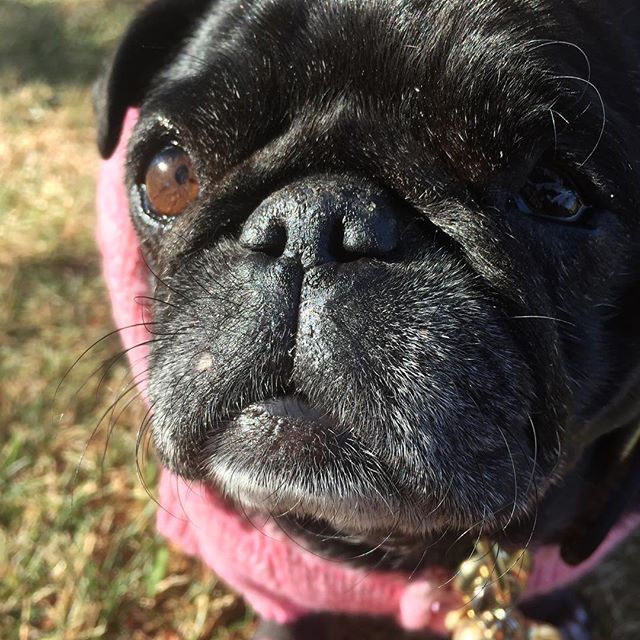 nursenebbie's tweet photo. #sergeantmajorofthesmushyfacearmy #nebulathepotbellypug🐽 #rescuepugsofinstagram #seniorpugsofinstagram #blackpugoftheday🖤🐾 https://t.co/eDSuDQiCap