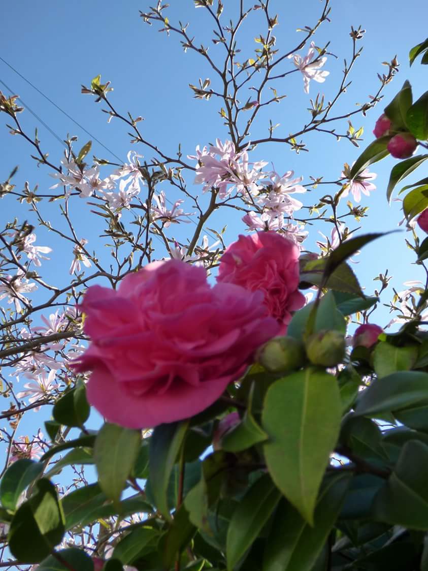 EmmaDuguid3's tweet photo. Who loves #flowers #Pink #NaturePhotography #nature #naturelovers #bluesky https://t.co/7WDJtANd9b