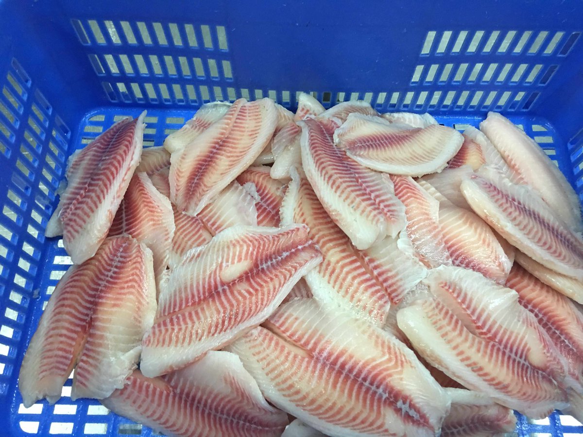 DoubleshellS's tweet image. Black tilapia fillets hot sale!! Contact with me through: shirley018@doubleshell.cn😀