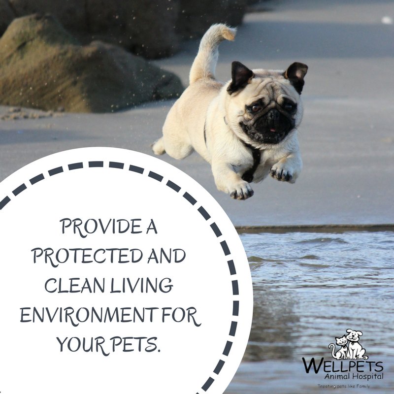 GordonDr's tweet photo. Bring your pet in for a free consultation when you register your pet with Wellpets. 😃😊❤️

Check on my website to know more about Pets.
Link: https://t.co/uLcHQMuwWy   

#wellpet #instavet  #medvetlife #stayhealthy #pooch #vetmed #vetlife https://t.co/RbzSdlnnju