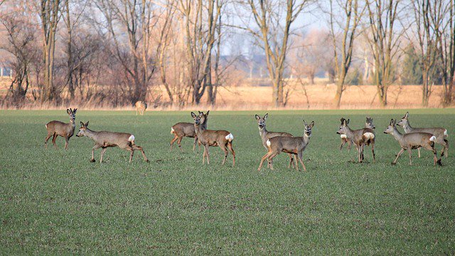 HuntnBuddyApp's tweet photo. Tagged this field on our map! 
 
Check out the #freehuntingapp at https://t.co/yCHGKO9Y7T, link in bio!
-
-
#hunting #huntinglife #huntingapp #outdoorapp #mappingapp #deerstand #deerhunting #turkeyhunting #elkhunting #huntingphoto https://t.co/L6G0PyCAjy