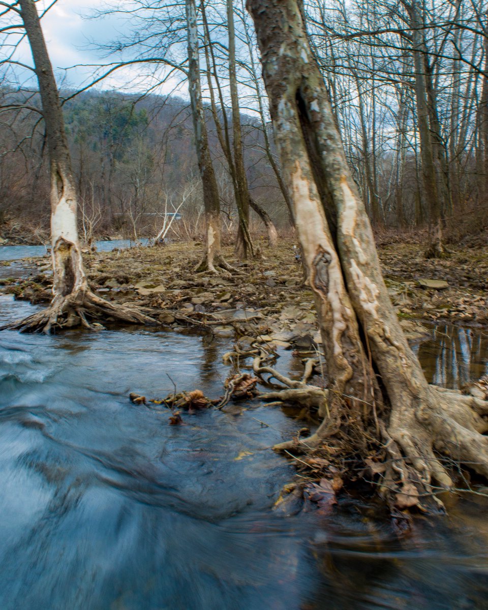 fwEco's tweet photo. Some serious signs of ice floes on the Driftwood Branch Sinnemahoning Creek still evident in April. Those riparian sycamores were stripped of bark up to 6'. Retroactive #iceobs #SusquehannaRiver https://t.co/C27GTrliU8
