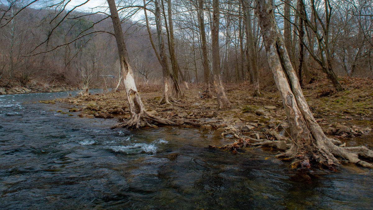 fwEco's tweet photo. Some serious signs of ice floes on the Driftwood Branch Sinnemahoning Creek still evident in April. Those riparian sycamores were stripped of bark up to 6'. Retroactive #iceobs #SusquehannaRiver https://t.co/C27GTrliU8