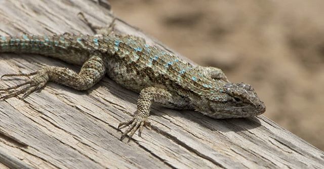 Check out the bling on that back! Shocked it let me get so close.
.
.
.
.
#chinohillsstatepark #lizardsofinstagram #desertphotography ift.tt/2JUxYlA