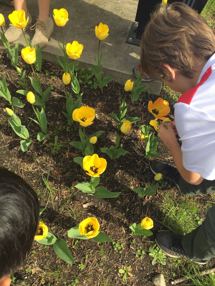 morikkey1's tweet photo. The great bug hunt. Looking for evidence of interconnected relationships. Where are the ladybugs for our biodomes? #somuchexcitment #microscopefun #westvaned https://t.co/EQZrP37TvX