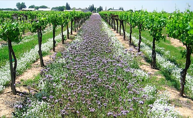 planto_pia's tweet photo. Dr. Miles presents his findings on how diverse intercropping actually helps pest resistance in monoculture crops. Diverse vegetation competes with the cash crop for N, making the crop less appetizing to pests! https://t.co/7F3ZFTo6UV
#nremseminar #foodsystems #biodiversity https://t.co/3RkjK7prNC