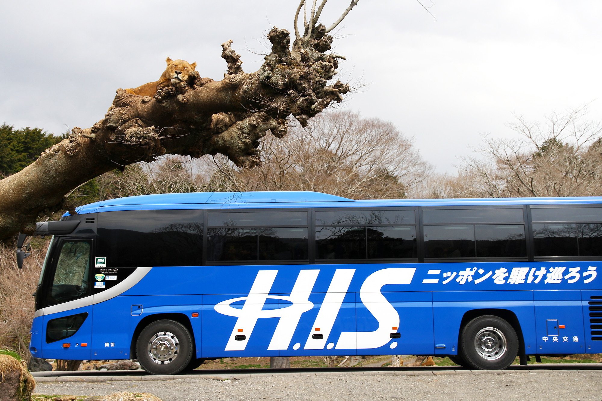 富士サファリパーク公式 Gwは日帰りバスツアーで富士サファリ 車を持ってない方や 車の運転がちょっと心配 という方にオススメ イチゴ狩り や 地ビール飲み放題 など 他の観光スポットにも立ち寄る内容盛りだくさんの ツアーが目白押し 富士サファリパーク公式 Gwは日帰りバスツアーで富士サファリ 車を持ってない方や 車の運転がちょっと心配 という方にオススメ イチゴ狩り や 地ビール飲み放題 など 他の観光スポットにも立ち寄る内容盛りだくさんの ツアーが目白押し