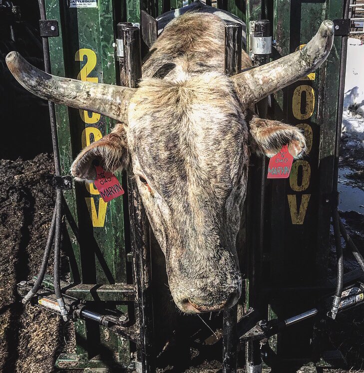 F4BuckingBulls's tweet photo. Boys are looking sharp. #wildassbulls #flyingfour #F4 #Marvin https://t.co/oUsLHcfx3Z