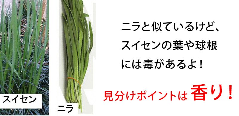 トリピー 鳥取県マスコットキャラクター در توییتر ニラと間違えてスイセンを食べて食中毒に 昨日18日 鳥取県で18年ぶりに有毒植物による食中毒が発生 詳しい見分け方はこちら Https T Co 96j0ltzoyh 食用と確実に判断できない植物は 絶対に採らない 食べない