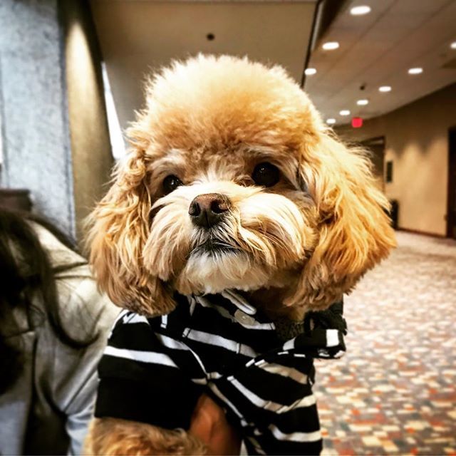 allthingsfadra's tweet image. This is Ralph from @pawfectdogsblog and he was one of my first friends at #BlogPaws this year. I think I love him. #cockapoo #dogsfordays #cuteoverload #loveshistreats ift.tt/2Hz4KKF