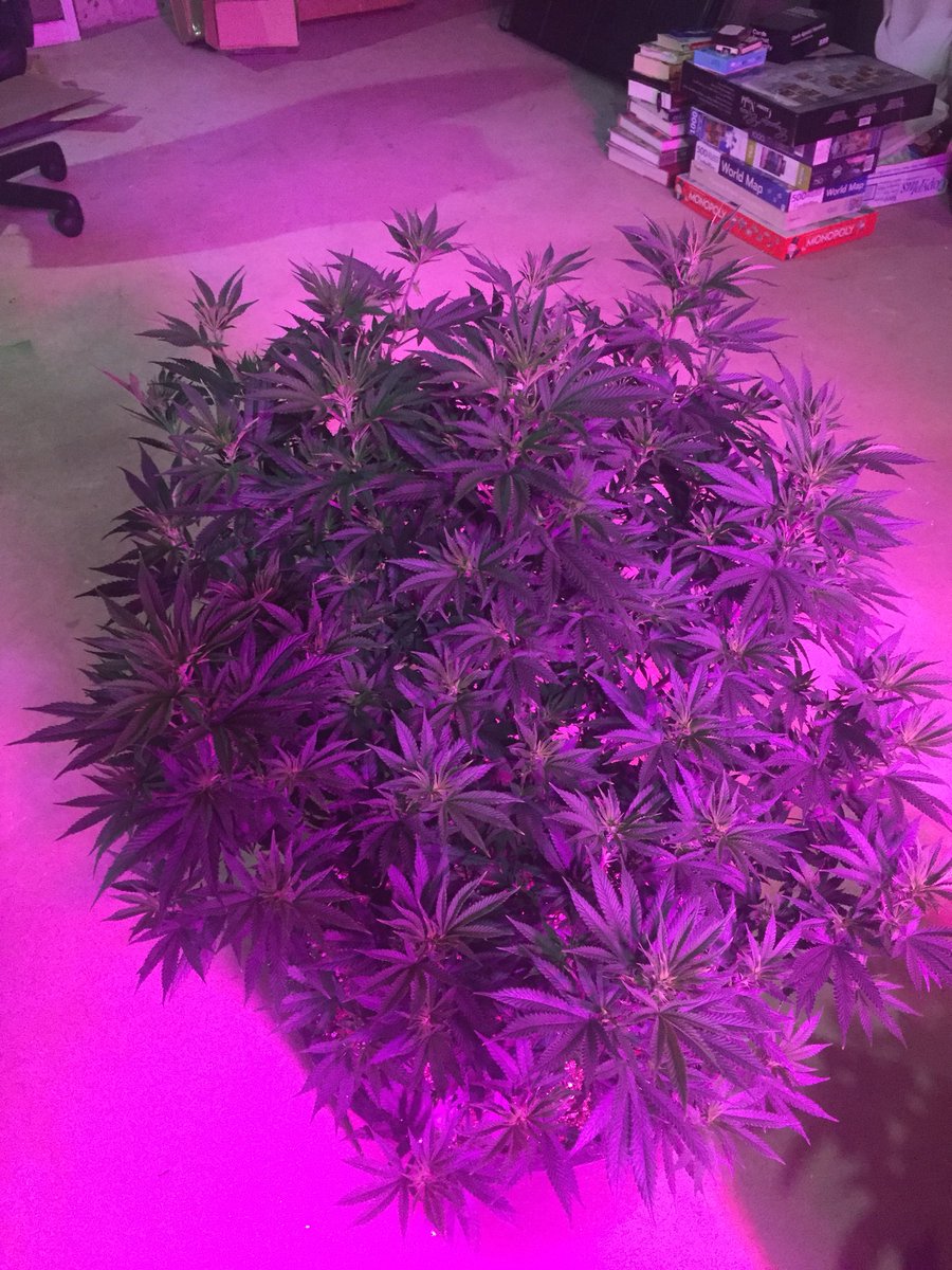 LocalGrowDoesOk's tweet photo. #jillybean is the bushiest plant I’ve grown so far, maybe I topped this one too much. #cannabis #veglife https://t.co/Mfb7RXNlHs
