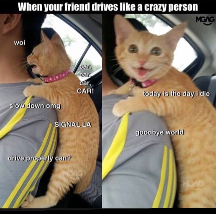 Houman!!!Slow Down!!Your gonna Kill kitty!!!*Tear*