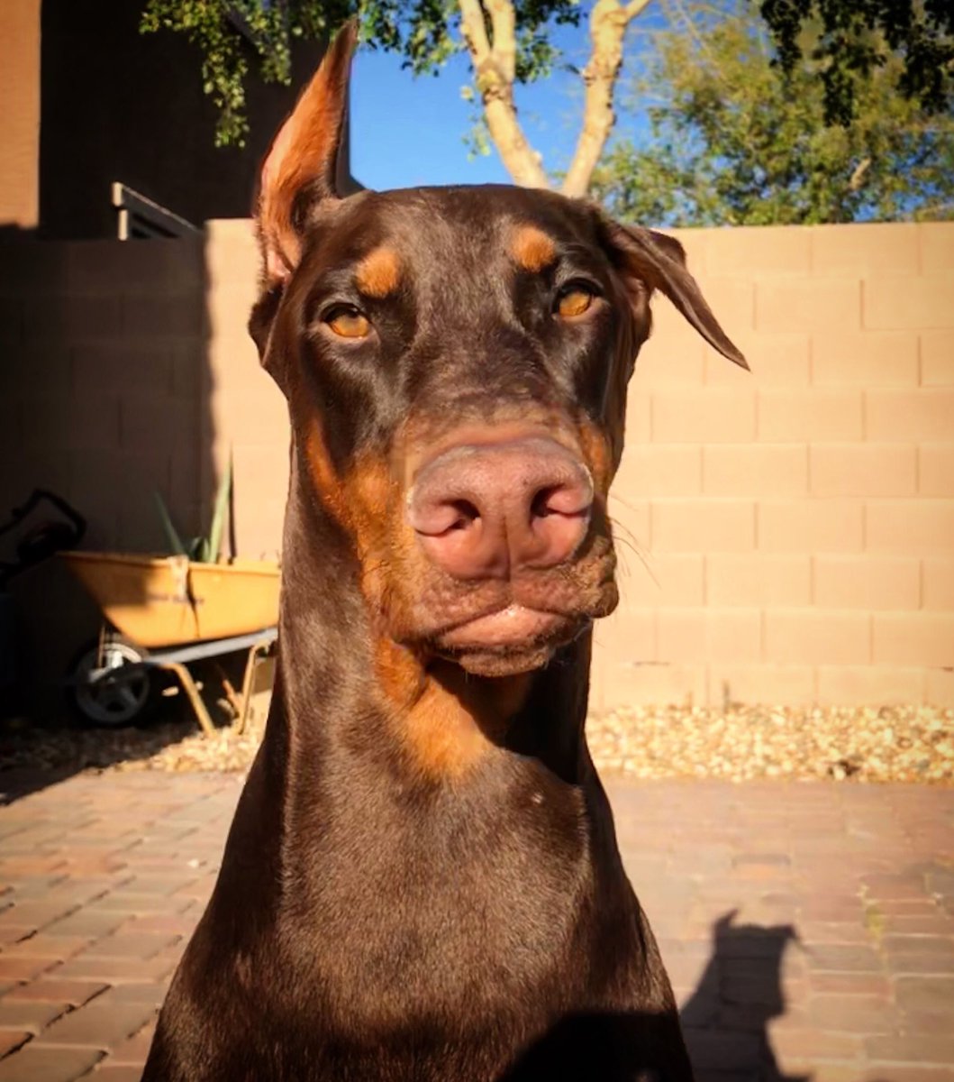 ChristServant17's tweet photo. My #izzybella 💕🐾 #doberman #mybaby https://t.co/uxpOmpEB89