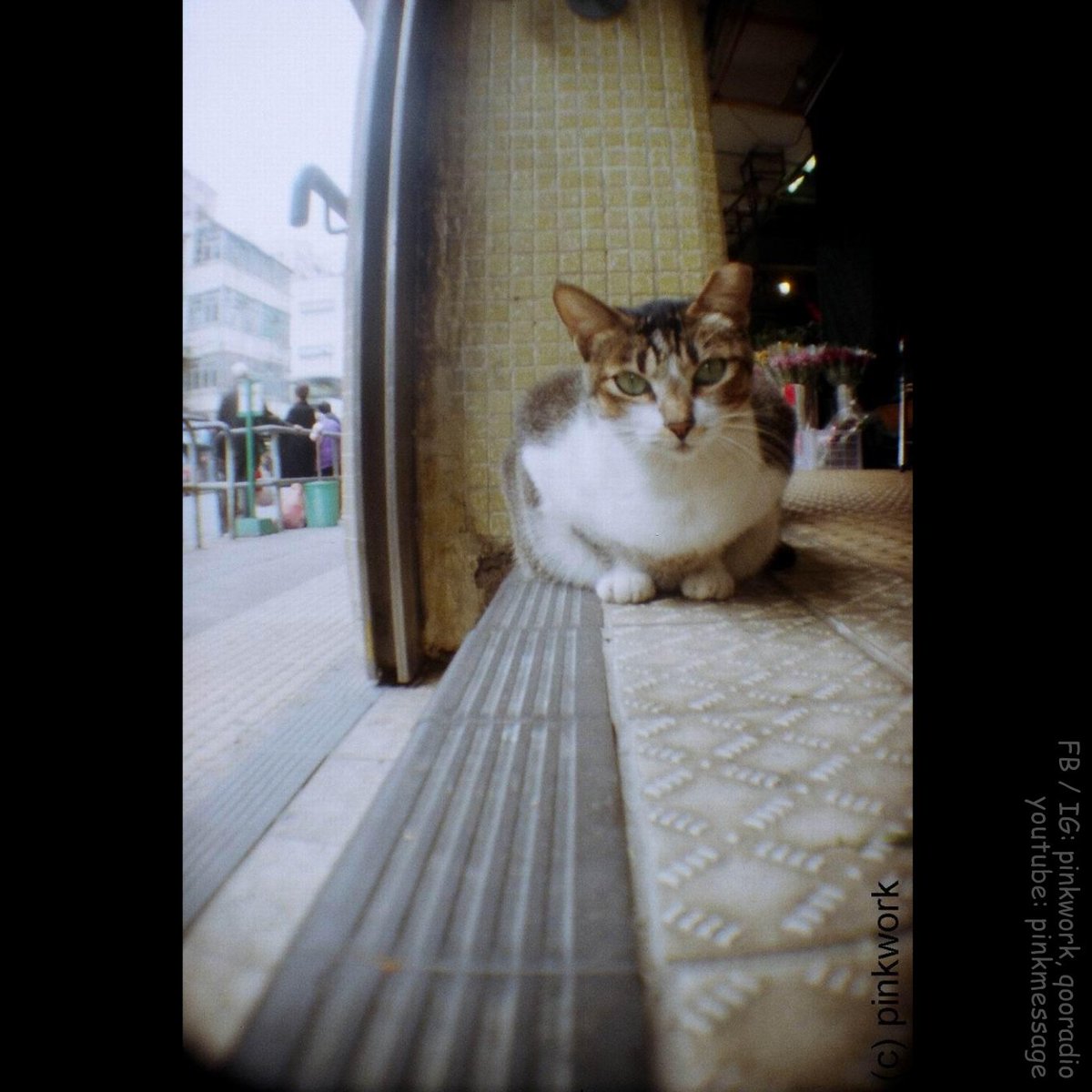 pinkwork's tweet photo. A #Film135 #θ²ζ photo of a #StrayCat , #Street #Cat #θ‘θ² #ζ΅ζ΅ͺθ² by my #HOLGA #ToyCamera #η©ε
·ηΈζ© . ..
#Lomography #Lomographytaiwan #filmisnotdead #FujiFilm #InstantMini #HongKongArt #ArtBaselHK #ε―«η #artFilm #PMQHKDesign #MPlusMuseum #D2place #creator #extraterrestrial https://t.co/kqyVfbQJHb