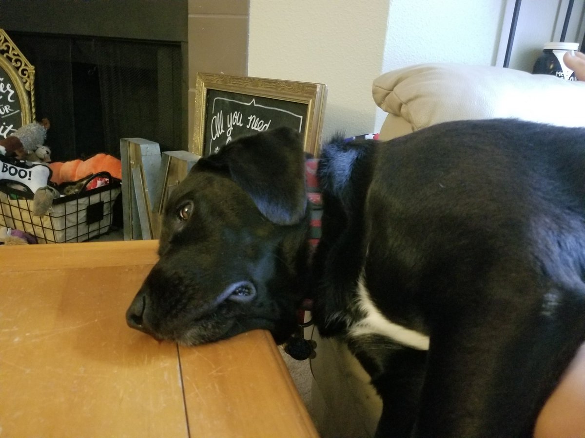 MrsMcCoy19's tweet photo. Soooo tired! Night! #edtechchatwsuv #tuskerthemuttdog https://t.co/GJDZKUm6O8