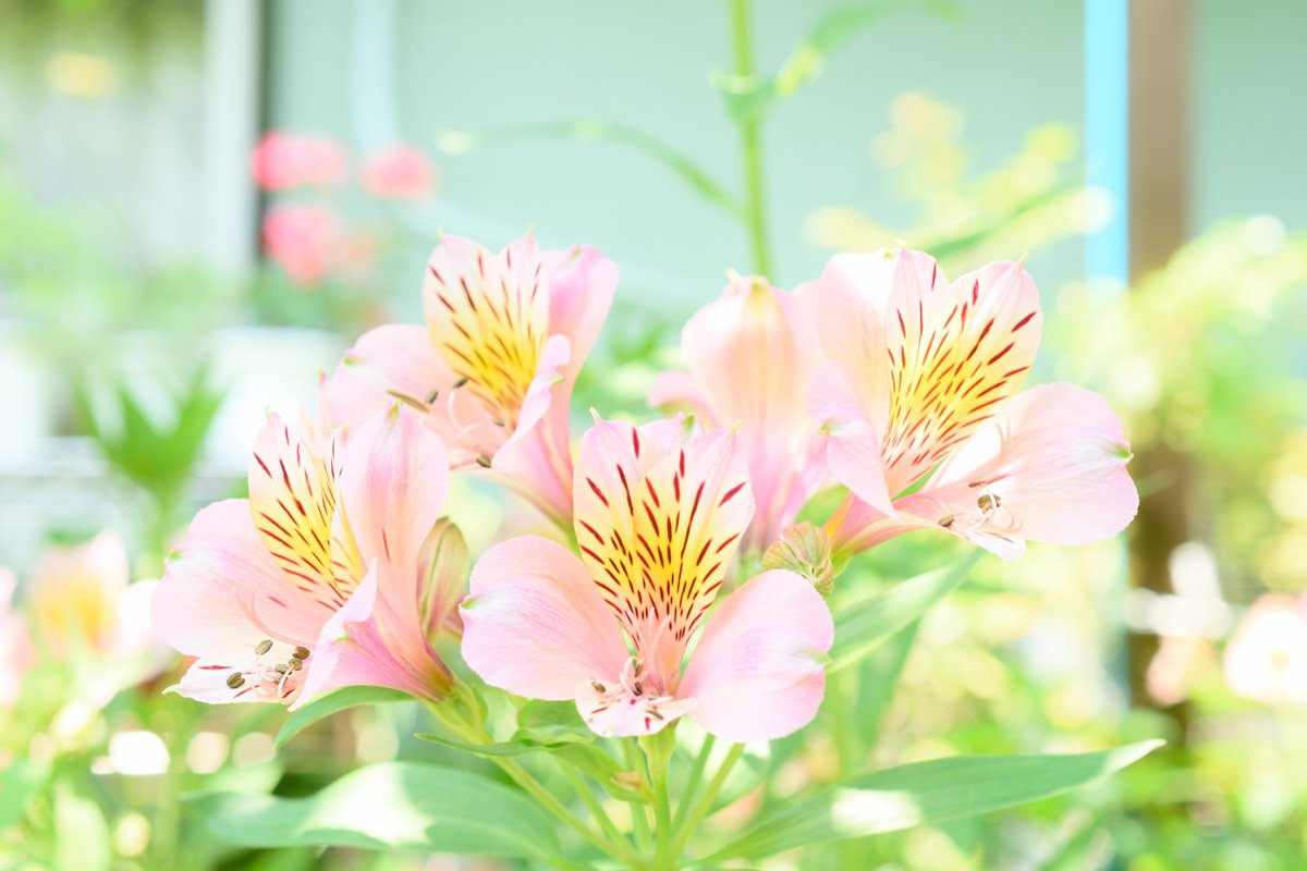 トコハナロジー アルストロメリア インカの百合とも呼ばれる華やかな花 花弁の斑点模様が特徴です 花言葉 未来への憧れ エキゾチック 持続 小悪魔的な思い