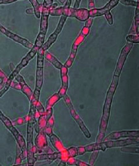 NutriSoil's tweet photo. Another Form of Nitrogen Uptake Has Been Discovered! Amino Acids are delivered directly to the plant via mycorrhizal hyphae.
https://t.co/UuOmYFEGYL https://t.co/olrYAPQuAQ