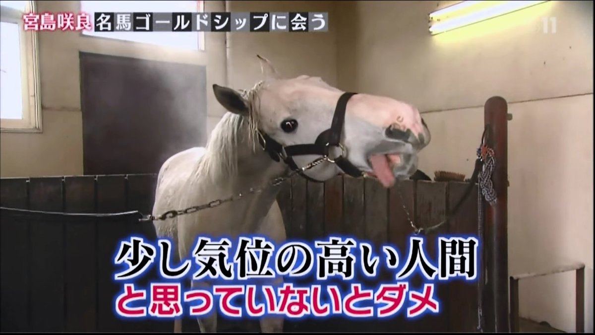 ねこたススム ゴルシちゃんはg 6冠馬なんだよー T Co Rmhmhmfnpg Twitter ねこたススム ゴルシちゃんはg 6冠馬なんだよー T Co Rmhmhmfnpg Twitter