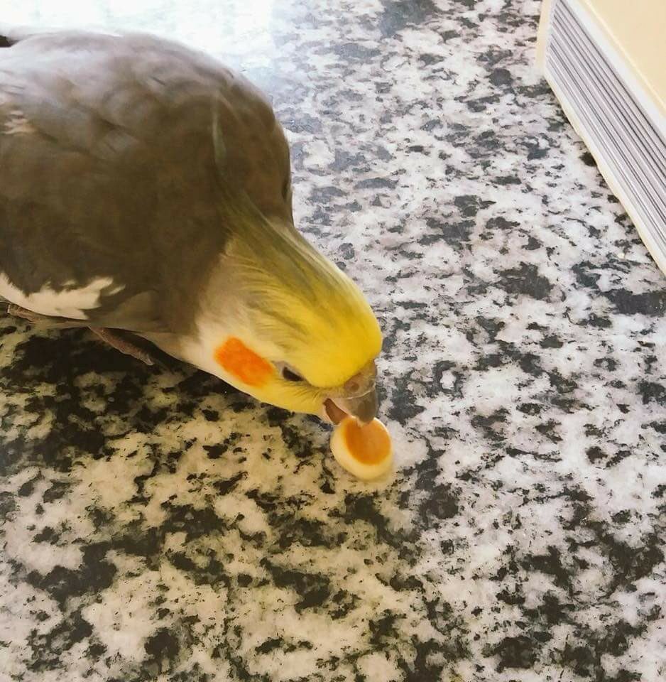 AleexGarza99's tweet photo. Las mascotas también son familia https://t.co/nTERyu07pc