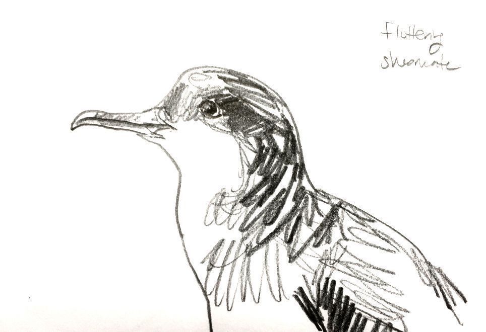 sketchbiologist's tweet photo. 3/4 #WSTC4 #ConsBio3 While exploring the effects of fisheries on seabirds in the Hauraki Gulf, I found myself inside a cyclone of hungry tubenoses, which appear to rely on the feeding frenzies of big fish schools to bring krill meals to the surface. @NNZST https://t.co/EUmfhMEOd4 https://t.co/5L5wMEgmtl