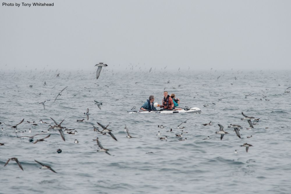 sketchbiologist's tweet photo. 3/4 #WSTC4 #ConsBio3 While exploring the effects of fisheries on seabirds in the Hauraki Gulf, I found myself inside a cyclone of hungry tubenoses, which appear to rely on the feeding frenzies of big fish schools to bring krill meals to the surface. @NNZST https://t.co/EUmfhMEOd4 https://t.co/5L5wMEgmtl