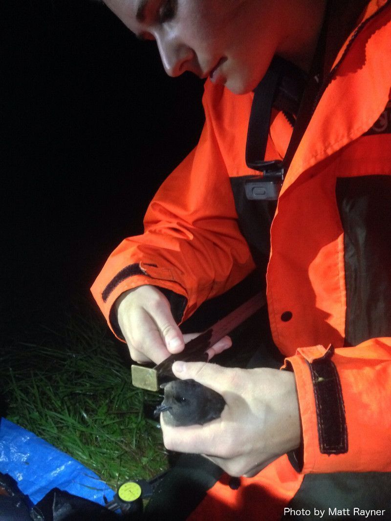 sketchbiologist's tweet photo. 4/4 #WSTC4 #ConsBio3 Another adventure involved staying up night after night in the rain on Little Barrier Island—where New Zealand storm petrels were recently found nesting after being thought extinct for the entire 20th century. @NNZST @aucklandmuseum https://t.co/P0svJh0YZg https://t.co/aUsO2zDsCu