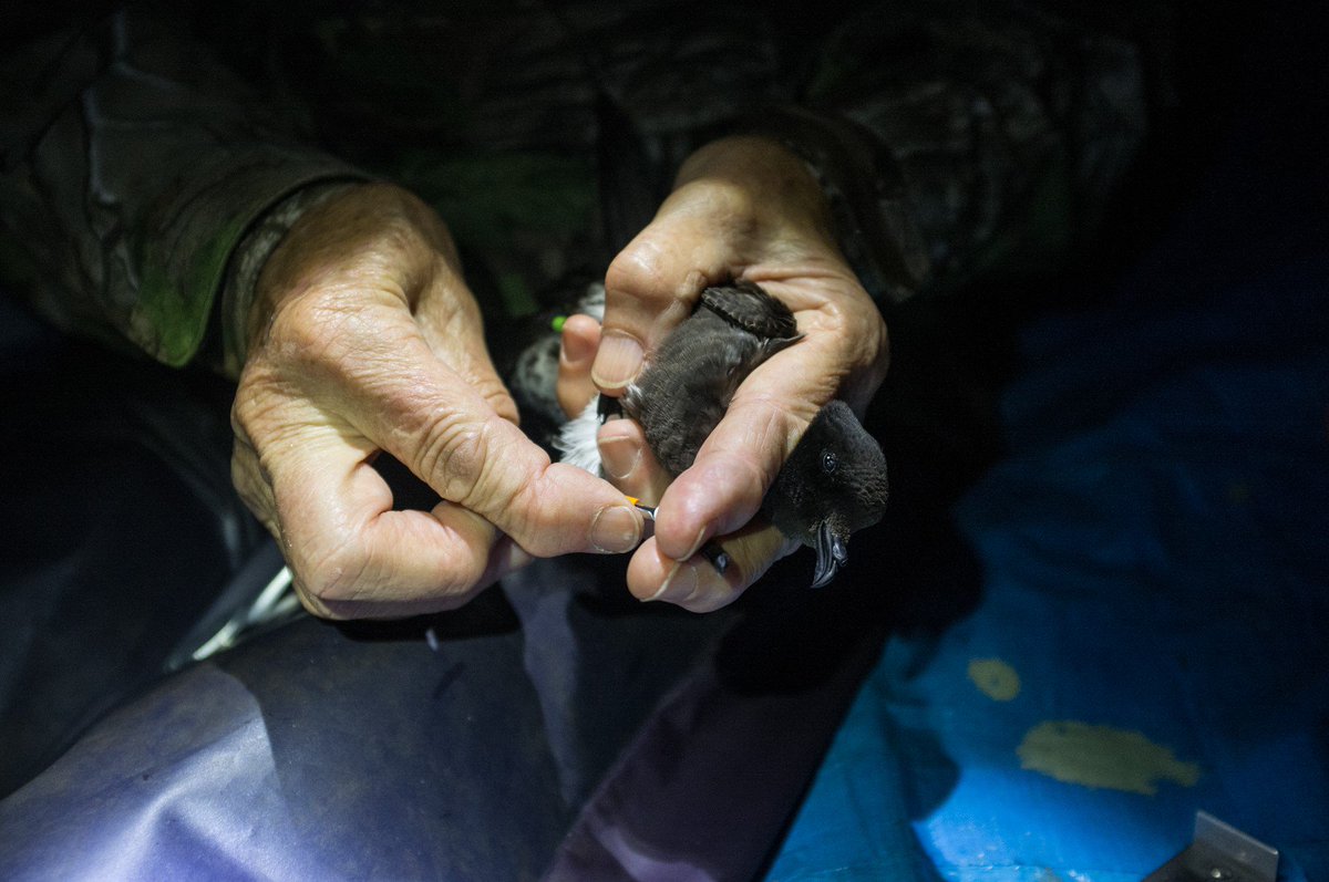 NNZST's tweet photo. 1. <600 NZ storm petrels (NZSP) Fregetta maoriana have been captured since rediscovery in 2003 https://t.co/ya9PbN8tQw. Nests were found in fragile slopes of Hauturu, to avoid damaging burrows we set up an artificial colony to study them #StormPetrels #ConsBio3 #WSTC4 📷@edinatw https://t.co/ThVp34Iwpt
