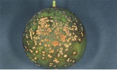 planthealthaust's tweet photo. Citrus canker suspected in NT. What to look for https://t.co/rzA1TpoVaI https://t.co/n4TY0wbQts