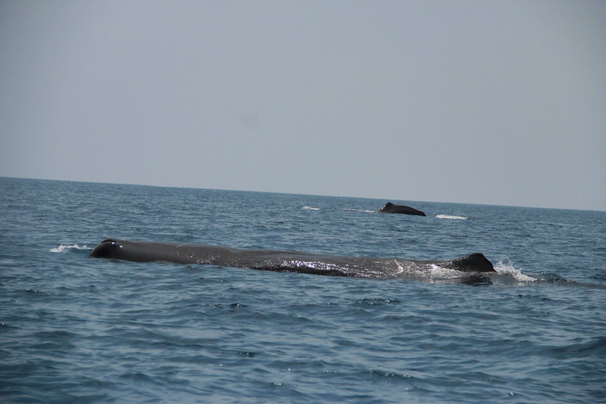 Sperm Whale Research in the Gulf of Mannar..... :-)