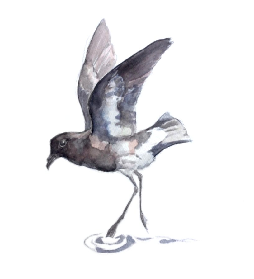 NNZST's tweet photo. 4. For scientific updates & stories on these enigmatic #mightymarinebeasts and examples of #seabird resilience 👀https://t.co/3rCx67C49L & to learn how to “ghostbust the ‘Extinct’ NZ #stormpetrel 👀@NatGeo's @sketchbiologist https://t.co/wxktm791QK #recovery #ConsBio3 https://t.co/SnEg2XSHsC